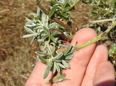 Neolasioptera lupini