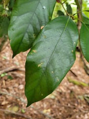 Lithocarpus taitoensis