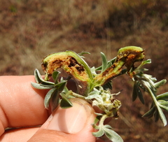 Neolasioptera lupini