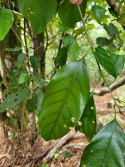 Lithocarpus taitoensis