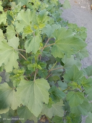 Xanthium orientale