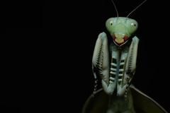 Sphodropoda quinquedens