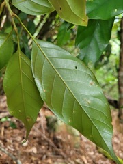 Lithocarpus taitoensis