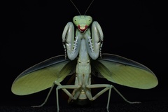 Sphodropoda quinquedens