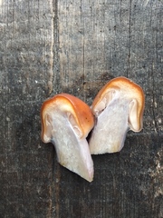 Cortinarius mucosus
