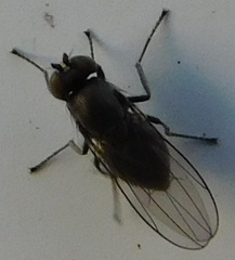 Acalyptratae