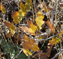 Quercus × pauciloba