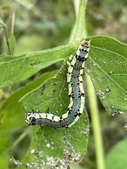 Noctuoidea