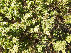 Baccharis pilularis