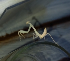 Hierodula transcaucasica