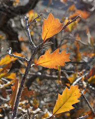 Quercus × pauciloba