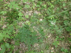 Selinum carvifolia