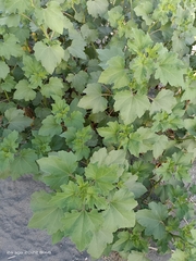 Xanthium orientale
