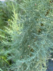 Myricaria bracteata
