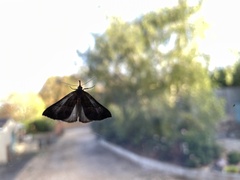 Hypena proboscidalis