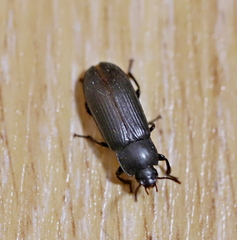 Tenebrio molitor