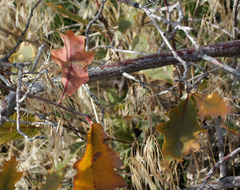 Quercus × pauciloba