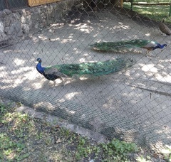 Pavo