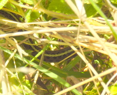 Thamnophis elegans terrestris