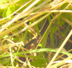 Thamnophis elegans terrestris