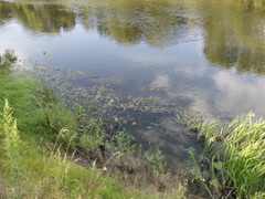 Potamogeton natans
