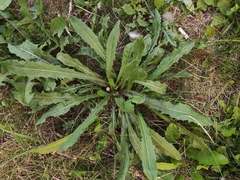 Cichorium intybus