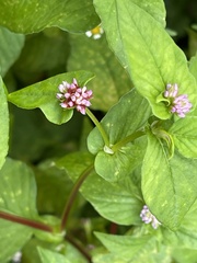 Persicaria nepalensis