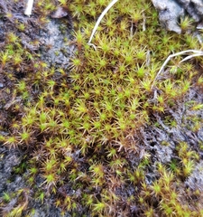 Didymodon icmadophilus