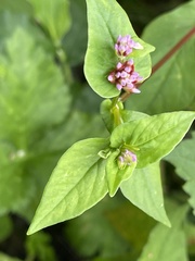Persicaria nepalensis