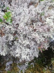 Cladonia rangiferina