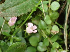 Lysimachia tenella