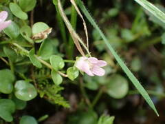 Lysimachia tenella