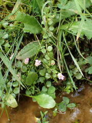 Lysimachia tenella