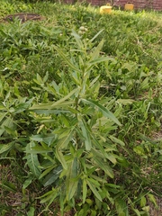 Cirsium arvense