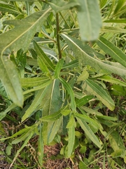 Cirsium arvense