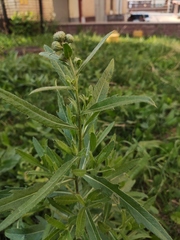 Cirsium arvense