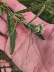 Cirsium arvense