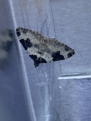 Xanthorhoe fluctuata