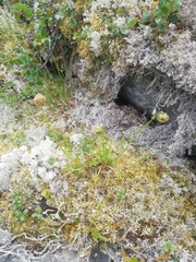 Micranthes nelsoniana