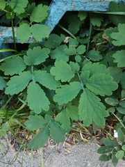 Chelidonium majus