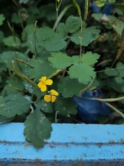 Chelidonium majus