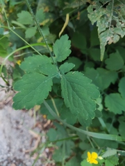 Chelidonium majus