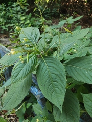 Impatiens parviflora