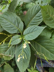 Impatiens parviflora