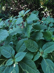 Impatiens parviflora