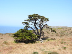 Cupressus macrocarpa