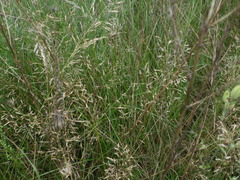 Agrostis capillaris
