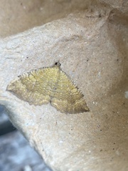 Camptogramma bilineata