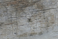 Salticus scenicus