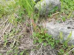 Oxyria digyna